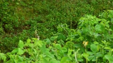 Vahşi yılan doğal ortamdaki yoğun yeşil bitki örtüsünün arasında başını kaldırıyor. Yakın çekim vahşi yaşam görüntüleri tropikal ortamda, biyolojik çeşitlilik, ekoloji, tehlike ve doğa kavramları için ideal sürüngen davranışlarını gösteriyor..