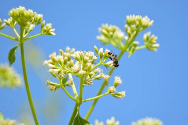 Bal arısına yakın plan, muhtemelen Batı bal arısı (Apis mellifera), Mikania micrantha 'nın küçük beyaz çiçeklerinden nektar toplar. Açık mavi gökyüzü arkaplanlı tropik tozlaşma sahnesi