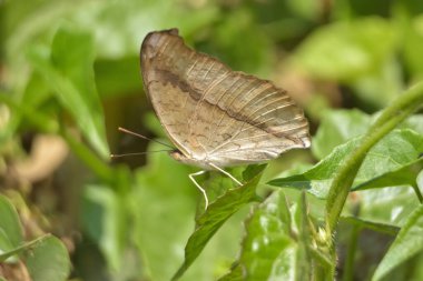 Mikania Micrantha Çiçeklerinde Kelebek