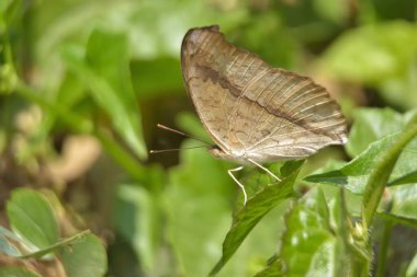 Mikania micrantha 'nın küçük beyaz çiçekleri üzerinde dinlenen bir kelebeğin yakın çekimi, sıklıkla acı sarmaşık ya da dakikada bir mil sarmaşık olarak bilinir. Yeşil yapraklı doğal tozlaşma sahnesi, Bangladeş 'teki tropikal biyolojik çeşitliliği vurguluyor.