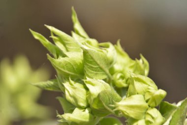 Hassas beyaz ve pembe tepe boyacı çiçekleri (Clerodendrum) yumuşak bokeh arkaplanlı ılık güneş ışığında çiçek açarlar. Bangladeş 'te açık havada yakalanan uzun erkek ve taze tomurcukları gösteren şık botanik yakın çekimi..