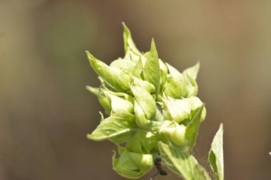 Hassas beyaz ve pembe tepe boyacı çiçekleri (Clerodendrum) yumuşak bokeh arkaplanlı ılık güneş ışığında çiçek açarlar. Bangladeş 'te açık havada yakalanan uzun erkek ve taze tomurcukları gösteren şık botanik yakın çekimi..
