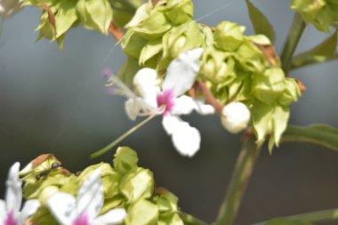 Hassas beyaz ve pembe tepe boyacı çiçekleri (Clerodendrum) yumuşak bokeh arkaplanlı ılık güneş ışığında çiçek açarlar. Bangladeş 'te açık havada yakalanan uzun erkek ve taze tomurcukları gösteren şık botanik yakın çekimi..