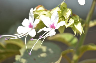 Hassas beyaz ve pembe tepe boyacı çiçekleri (Clerodendrum) yumuşak bokeh arkaplanlı ılık güneş ışığında çiçek açarlar. Bangladeş 'te açık havada yakalanan uzun erkek ve taze tomurcukları gösteren şık botanik yakın çekimi..