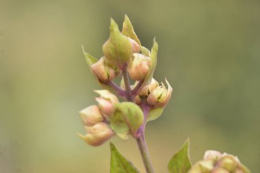 Hassas beyaz ve pembe tepe boyacı çiçekleri (Clerodendrum) yumuşak bokeh arkaplanlı ılık güneş ışığında çiçek açarlar. Bangladeş 'te açık havada yakalanan uzun erkek ve taze tomurcukları gösteren şık botanik yakın çekimi..