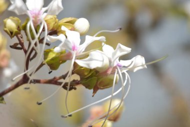 Beyaz ve pembe tepenin üzerinde dinlenen bir sineğin yakın plan resmi. Çiçekler (Clerodendrum) ve yumuşak doğal ışık altında taze yeşil tomurcuklar. Ayrıntılı makro doğa görüntüsü Bangladeş 'te, dokuyu, tozlaşmayı ve botanik güzelliği vurguluyor..
