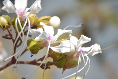 Beyaz ve pembe tepenin üzerinde dinlenen bir sineğin yakın plan resmi. Çiçekler (Clerodendrum) ve yumuşak doğal ışık altında taze yeşil tomurcuklar. Ayrıntılı makro doğa görüntüsü Bangladeş 'te, dokuyu, tozlaşmayı ve botanik güzelliği vurguluyor..