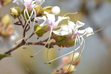 Beyaz ve pembe tepenin üzerinde dinlenen bir sineğin yakın plan resmi. Çiçekler (Clerodendrum) ve yumuşak doğal ışık altında taze yeşil tomurcuklar. Ayrıntılı makro doğa görüntüsü Bangladeş 'te, dokuyu, tozlaşmayı ve botanik güzelliği vurguluyor..