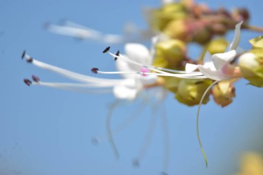Beyaz ve pembe tepenin üzerinde dinlenen bir sineğin yakın plan resmi. Çiçekler (Clerodendrum) ve yumuşak doğal ışık altında taze yeşil tomurcuklar. Ayrıntılı makro doğa görüntüsü Bangladeş 'te, dokuyu, tozlaşmayı ve botanik güzelliği vurguluyor..