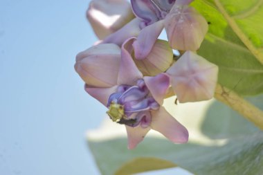 Çarpıcı mor merkezleri ve kremsi beyaz yaprakları olan egzotik taç çiçekleri.