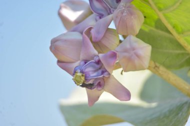 Çarpıcı mor merkezleri ve kremsi beyaz yaprakları olan egzotik taç çiçekleri.