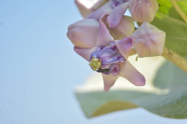 Çarpıcı mor merkezleri ve kremsi beyaz yaprakları olan egzotik taç çiçekleri.