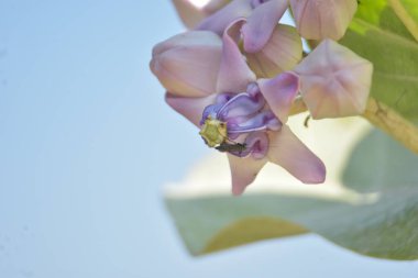 Çarpıcı mor merkezleri ve kremsi beyaz yaprakları olan egzotik taç çiçekleri.