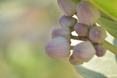 Çarpıcı mor merkezleri ve kremsi beyaz yaprakları olan egzotik taç çiçekleri.