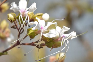 Hassas beyaz ve pembe tepe boyacı çiçekleri (Clerodendrum) yumuşak bokeh arkaplanlı ılık güneş ışığında çiçek açarlar. Bangladeş 'te açık havada yakalanan uzun erkek ve taze tomurcukları gösteren şık botanik yakın çekimi..