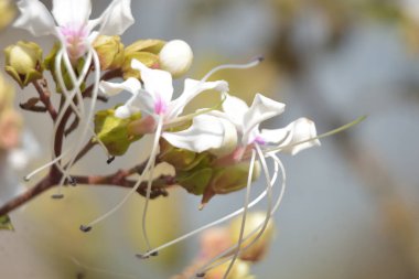 Güzel botanik fotoğrafı, doğal duvar kağıdı.