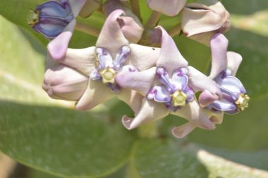 Çarpıcı mor merkezleri ve kremsi beyaz yaprakları olan egzotik taç çiçekleri.