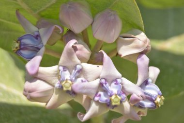 Çarpıcı mor merkezleri ve kremsi beyaz yaprakları olan egzotik taç çiçekleri.