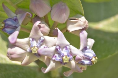 Bulanık bir arkaplanı olan güzel çiçeklerin yakın plan çekimi.
