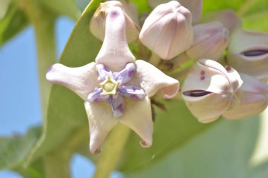 Çarpıcı mor merkezleri ve kremsi beyaz yaprakları olan egzotik taç çiçekleri.
