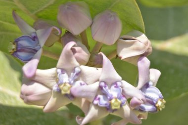 Çarpıcı mor merkezleri ve kremsi beyaz yaprakları olan egzotik taç çiçekleri.