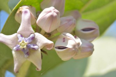 Güzel botanik fotoğrafı, doğal duvar kağıdı.
