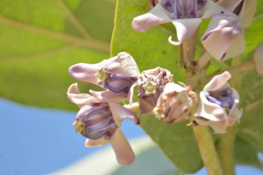 Bahçede büyüyen güzel çiçekler