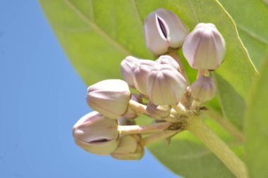 Canlı yeşil bir yaprağın makro görüntüsü ayrıntılı damar yapısını ve pürüzsüz ses tonlarını gösteriyor. Taze organik kalıplara sahip doğal botanik doku, ekolojik temalar, tasarım projeleri ve doğa kavramları için ideal..