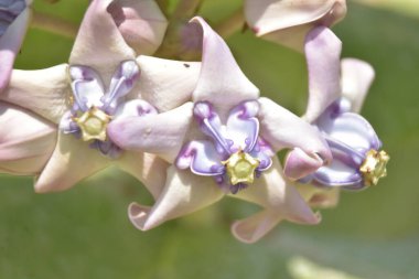 Bahçedeki güzel çiçekler