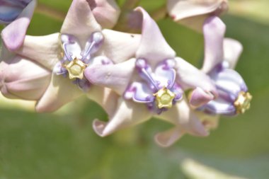 Mor ve beyaz taç çiçekleri (Calotropis gigantea) yemyeşil bir yaprağa karşı gün ışığında çiçek açarlar.