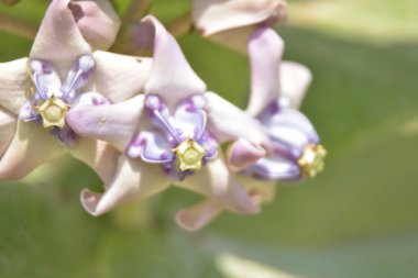 Mor ve beyaz taç çiçekleri (Calotropis gigantea) yemyeşil bir yaprağa karşı gün ışığında çiçek açarlar.