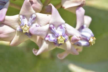 Güzel botanik fotoğrafı, doğal duvar kağıdı.