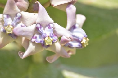 Mor ve beyaz taç çiçekleri (Calotropis gigantea) yemyeşil bir yaprağa karşı gün ışığında çiçek açarlar.