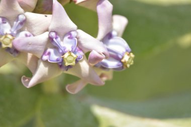 Mor ve beyaz taç çiçekleri (Calotropis gigantea) yemyeşil bir yaprağa karşı gün ışığında çiçek açarlar.