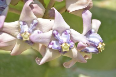 Yakın plan - güzel çiçeğin bulanık arkaplanı