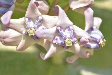 Mor ve beyaz taç çiçekleri (Calotropis gigantea) yemyeşil bir yaprağa karşı gün ışığında çiçek açarlar.