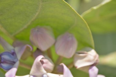 Mor ve beyaz taç çiçekleri (Calotropis gigantea) yemyeşil bir yaprağa karşı gün ışığında çiçek açarlar.