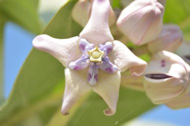 Bir çiçeğe yaklaş.