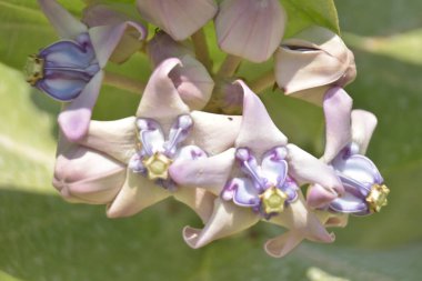Mor ve beyaz taç çiçekleri (Calotropis gigantea) yemyeşil bir yaprağa karşı gün ışığında çiçek açarlar.