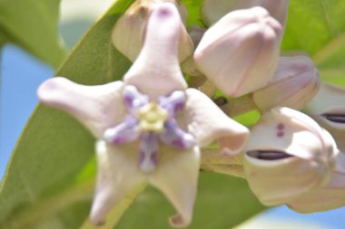 Bitkinin beyaz çiçekleri