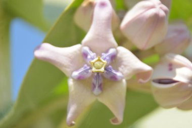 Mor ve beyaz taç çiçekleri (Calotropis gigantea) yemyeşil bir yaprağa karşı gün ışığında çiçek açarlar.