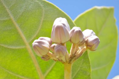 Güzel beyaz çiçeklerin açtığı manzarayı kapat.