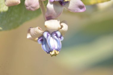 Mor ve beyaz dev yosun çiçekleri, yaygın bir tropikal bitki olan taç çiçeği.