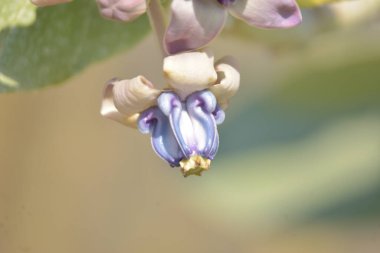 Açık havada renk çiçeklerini kapat