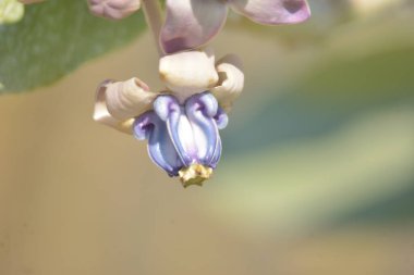 Mor ve beyaz taç çiçekleri (Calotropis gigantea) yemyeşil bir yaprağa karşı gün ışığında çiçek açarlar.