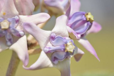 Lavanta ve beyaz taç çiçekleri (Calotropis gigantea) tropikal güneşte yumuşak yeşil arka planda çiçek açarlar.