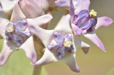 Bahçedeki güzel çiçekler