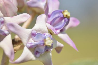 Tropik bir bahçe ortamında taç tomurcukları ve çiçek (Calotropis gigantea) kümesi