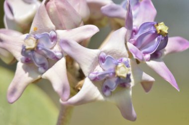 Lavanta ve beyaz taç çiçekleri (Calotropis gigantea) tropikal güneşte yumuşak yeşil arka planda çiçek açarlar.