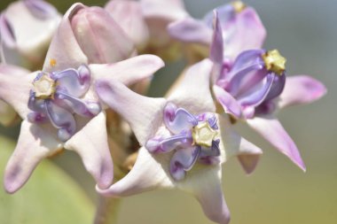 Bahçedeki güzel çiçeğe yaklaş.